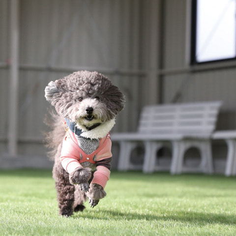 屋内ドッグラン2
