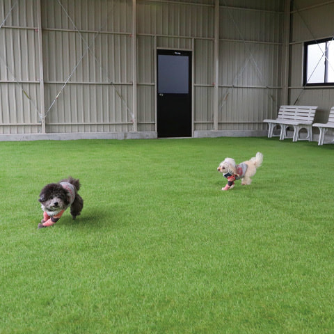 屋内ドッグラン3