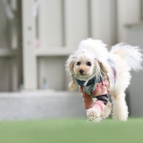 屋内ドッグラン4